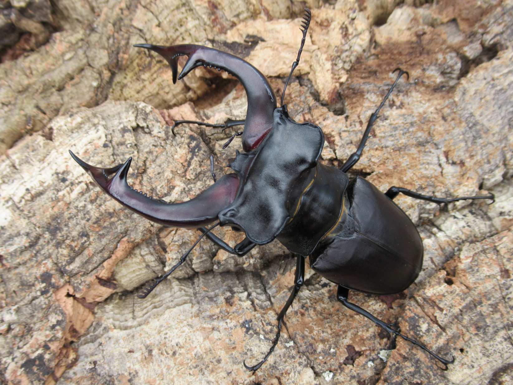 【ご予約】アクベシアヌスミヤマ　特大　ペア　♂101.6mm ※レコード個体直仔　♀53.7mm ※レコード個体同腹兄弟直仔